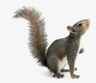 Detail Png Squirrel Nomer 5