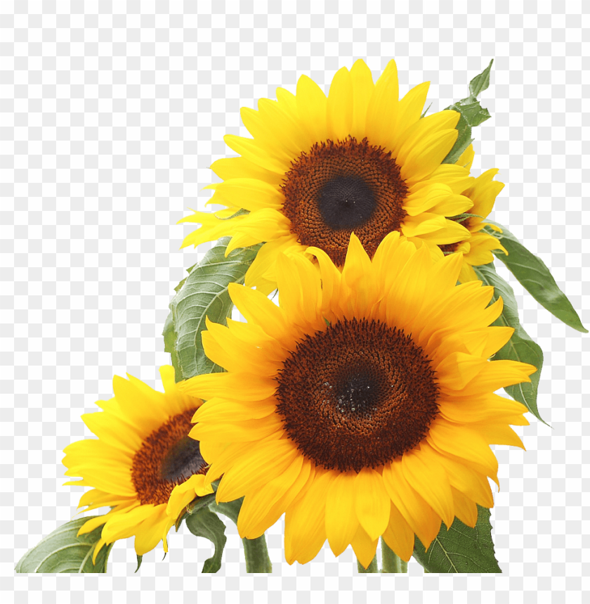 Detail Png Sunflower Nomer 2
