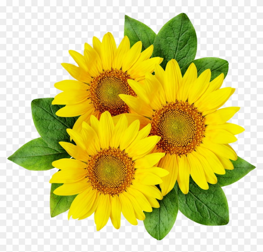 Detail Png Sunflower Nomer 14