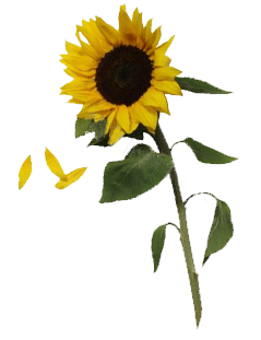 Detail Png Sunflower Nomer 20