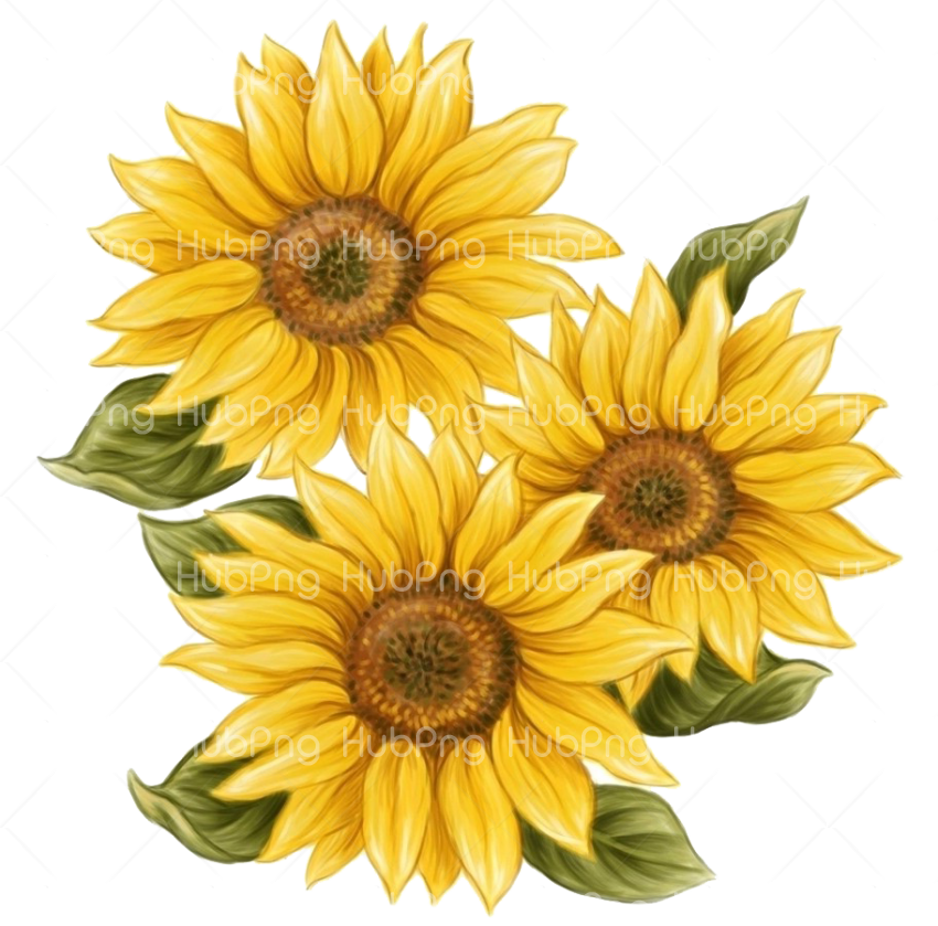 Detail Png Sunflower Nomer 29
