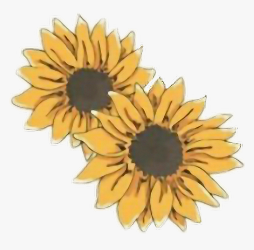 Detail Png Sunflower Nomer 44