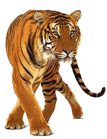 Png Tiger - KibrisPDR