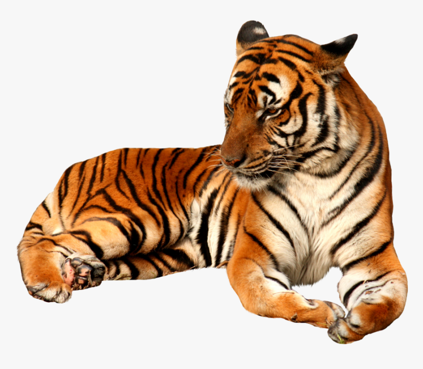 Detail Png Tiger Nomer 13