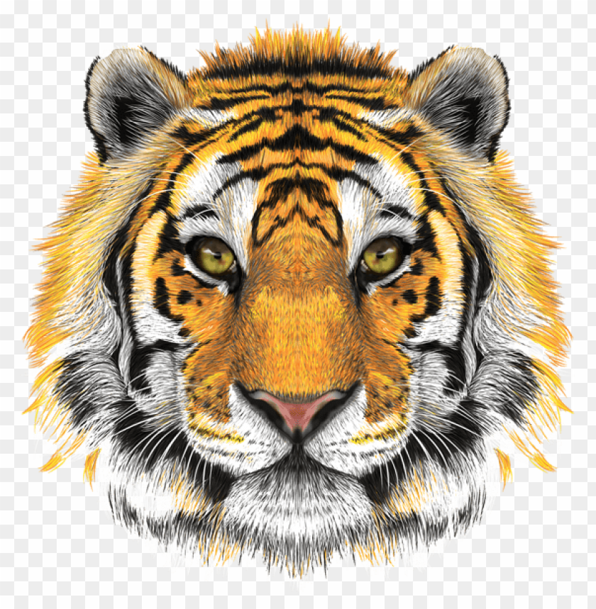 Detail Png Tiger Nomer 23