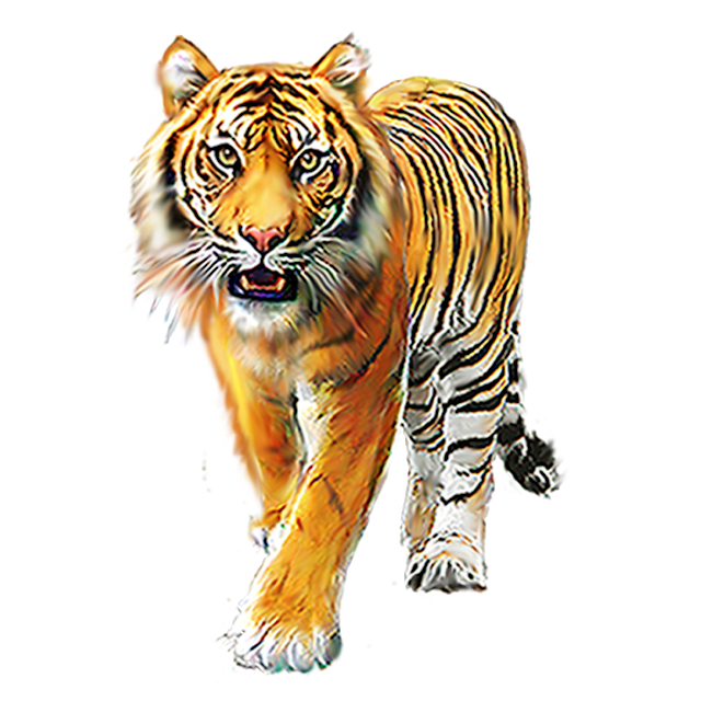 Detail Png Tiger Nomer 24