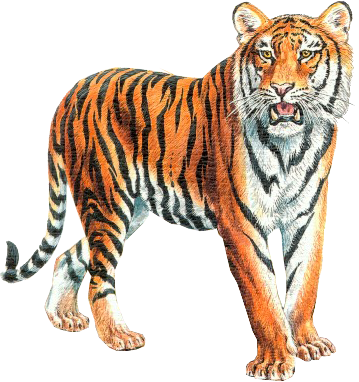 Detail Png Tiger Nomer 29