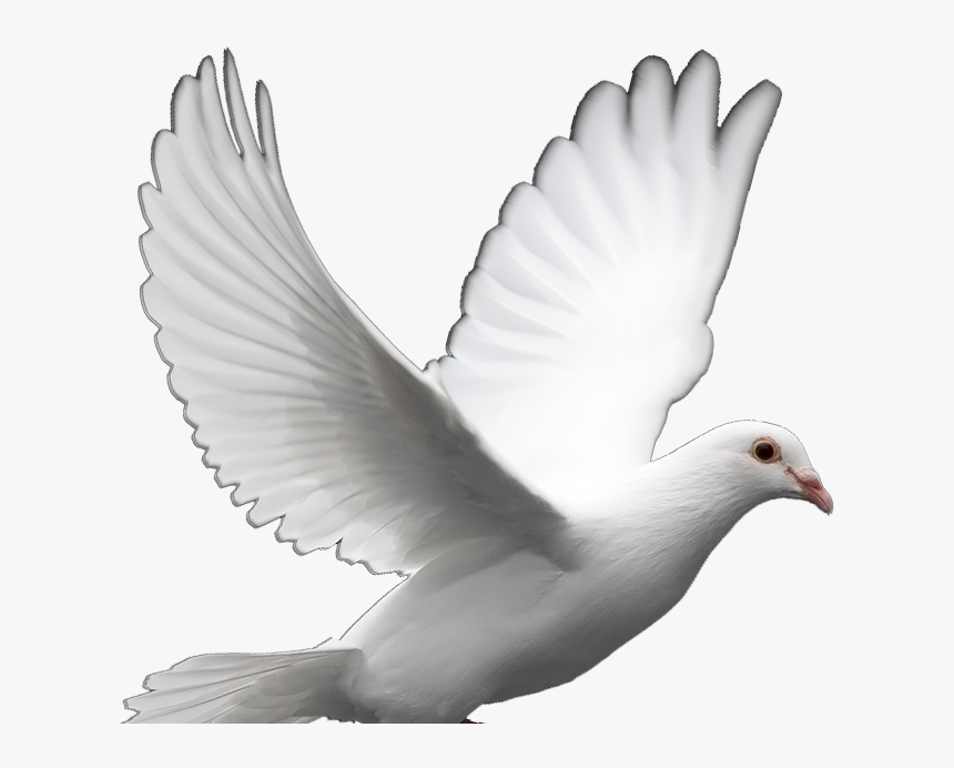 Detail Png Transparent Background Nomer 51