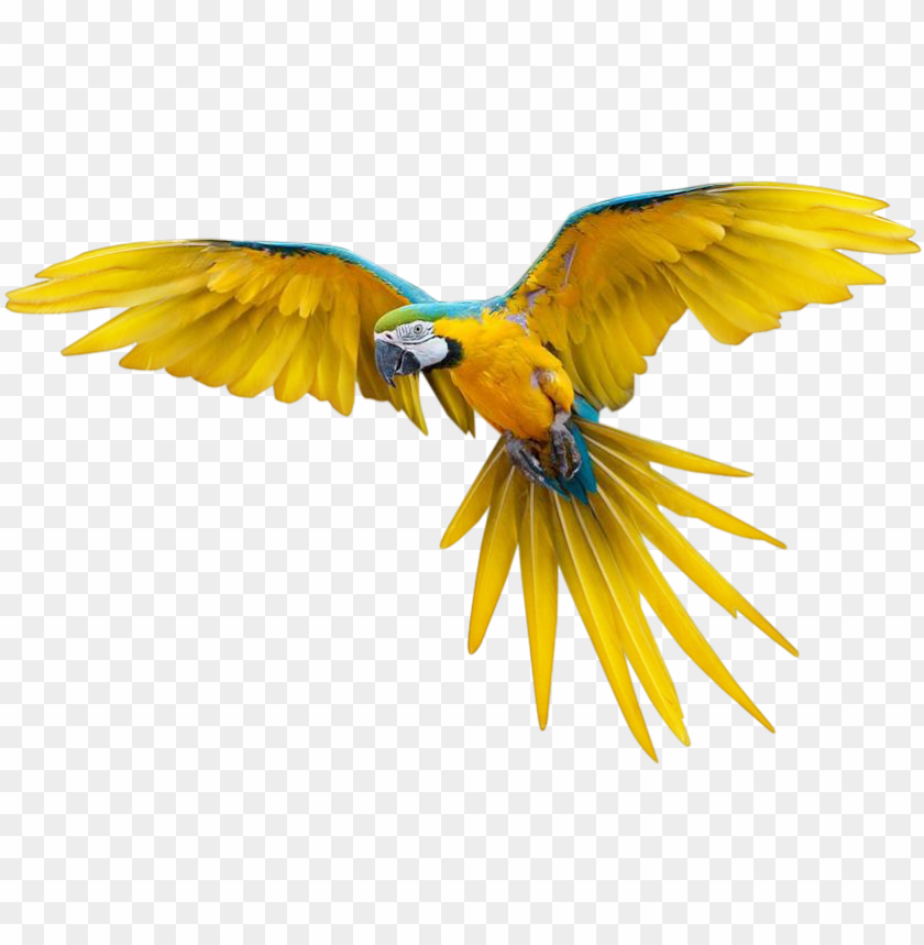 Detail Png Transparente Nomer 29