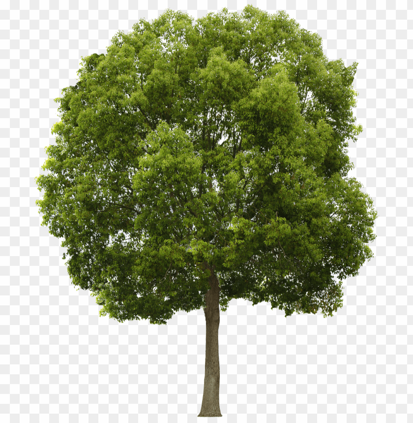 Png Tree - KibrisPDR