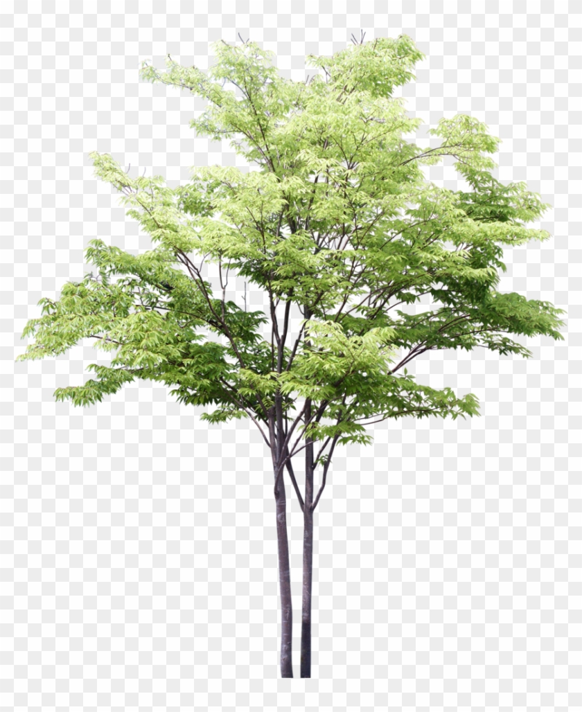 Detail Png Tree Nomer 19