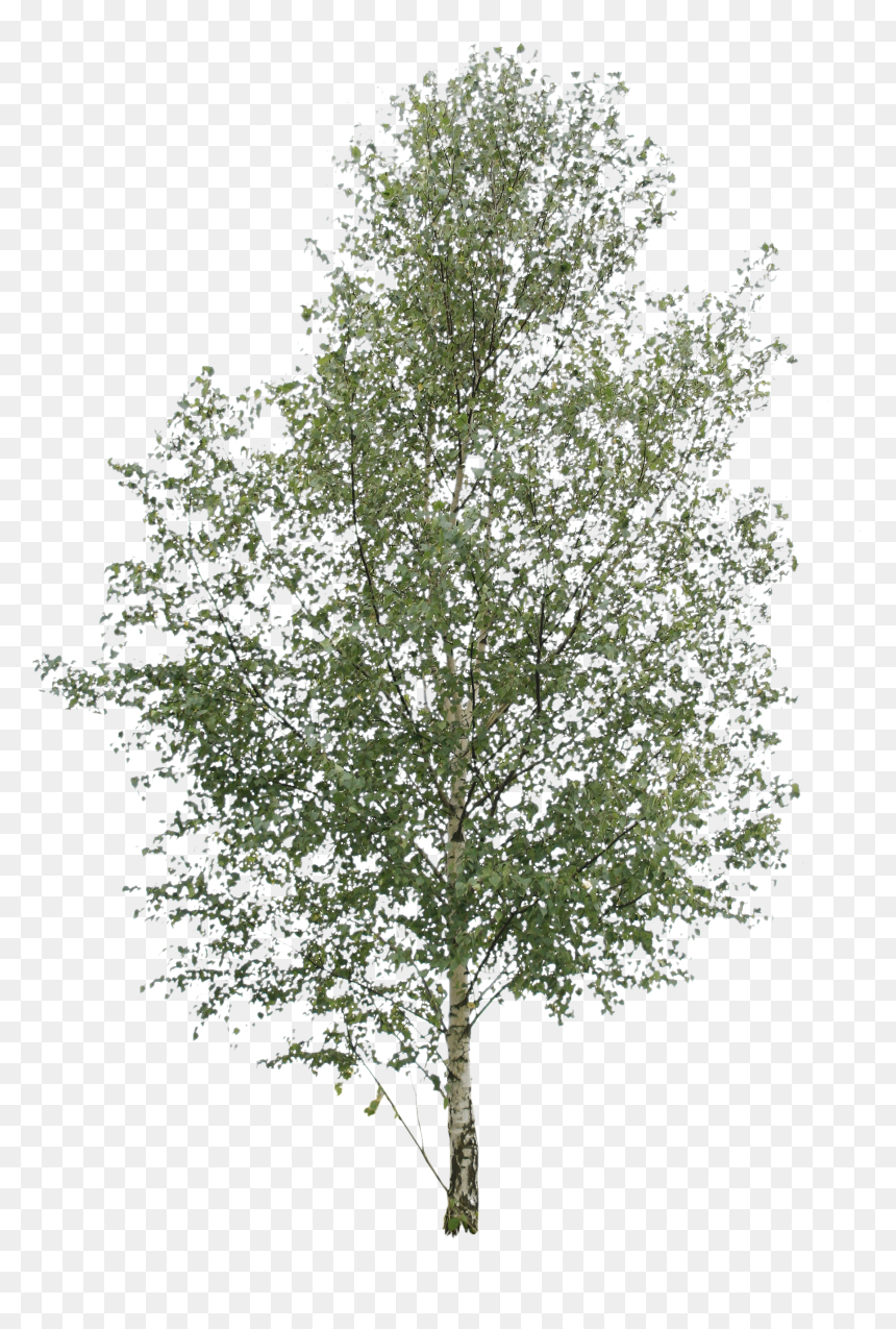 Detail Png Tree Nomer 29