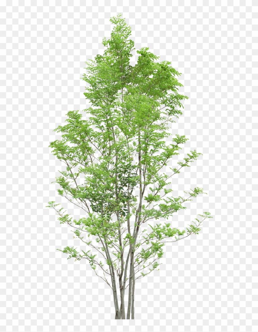 Detail Png Tree Nomer 30