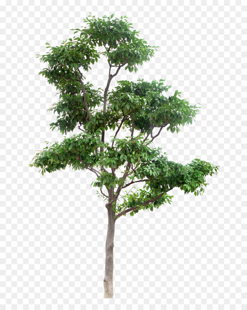 Detail Png Tree Nomer 31