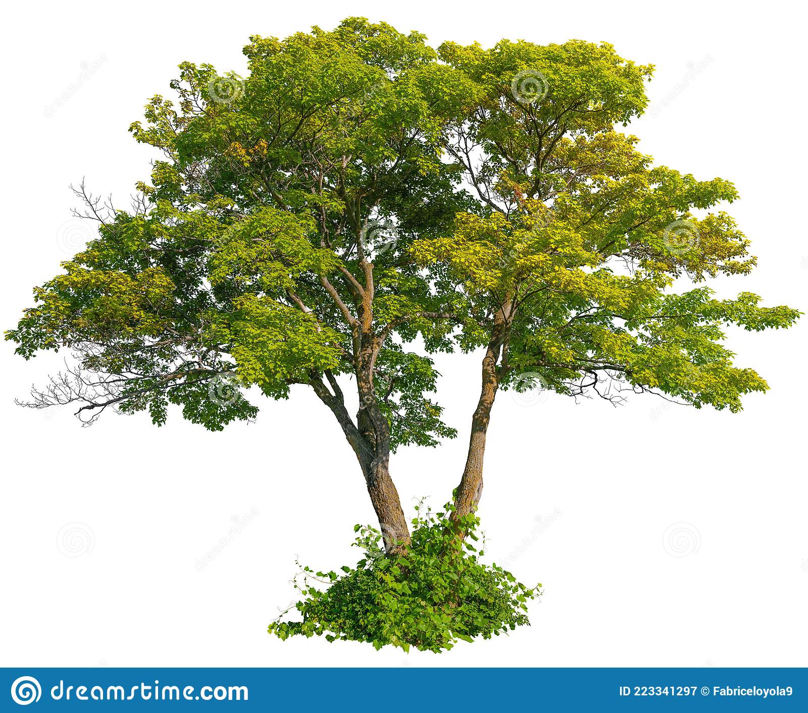 Detail Png Tree Nomer 43