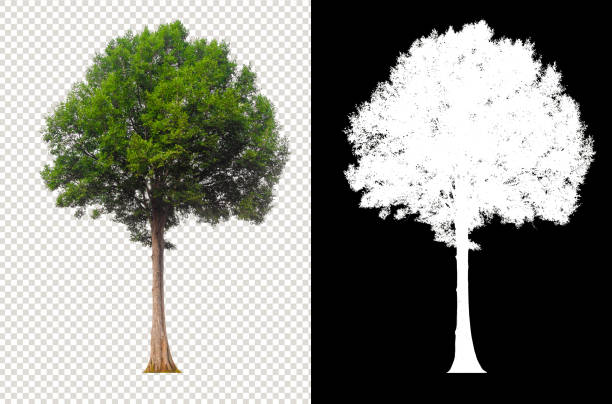 Detail Png Tree Nomer 44