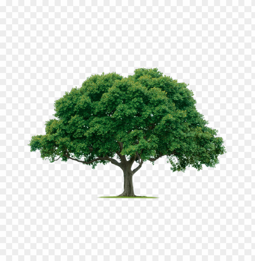 Detail Png Tree Background Nomer 12