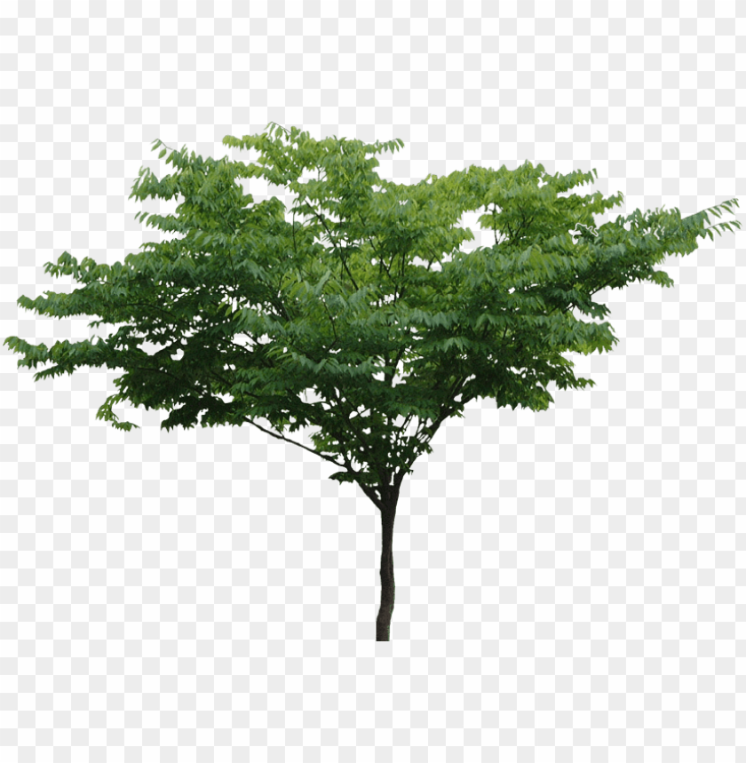 Detail Png Tree Background Nomer 15