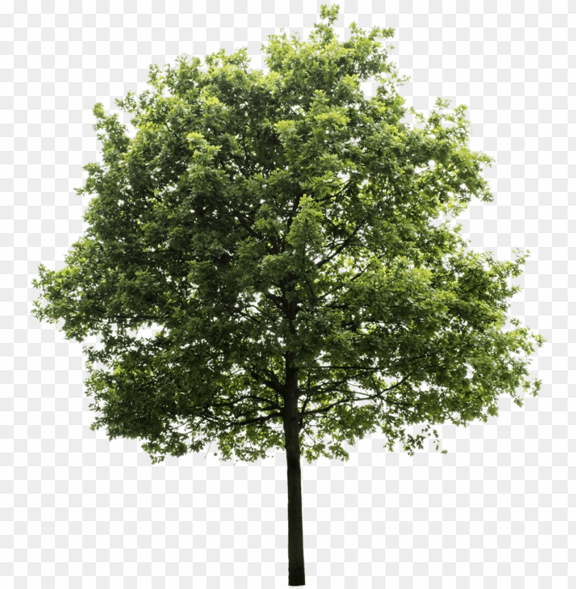 Detail Png Tree Background Nomer 16