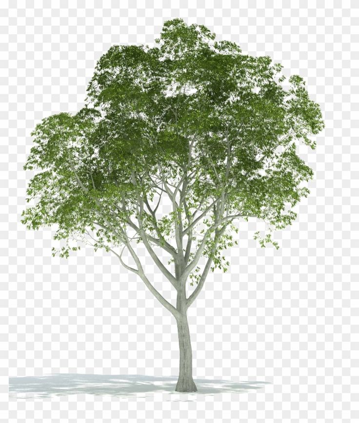 Detail Png Tree Background Nomer 18