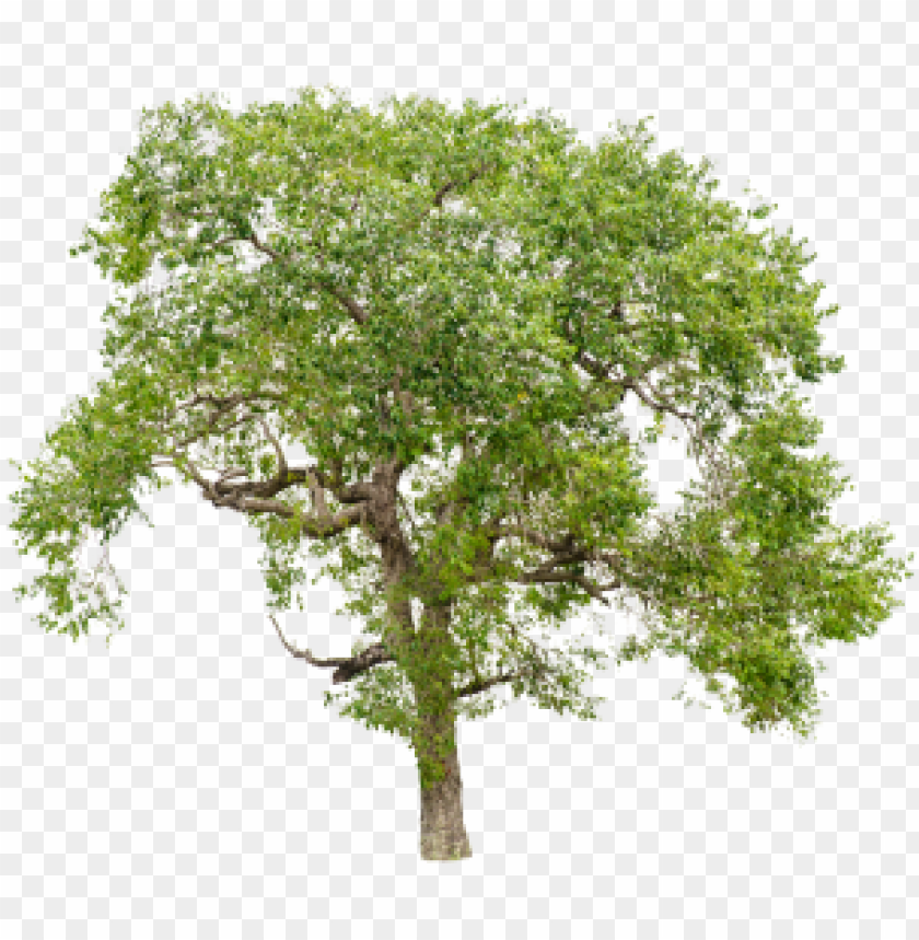 Detail Png Tree Background Nomer 19