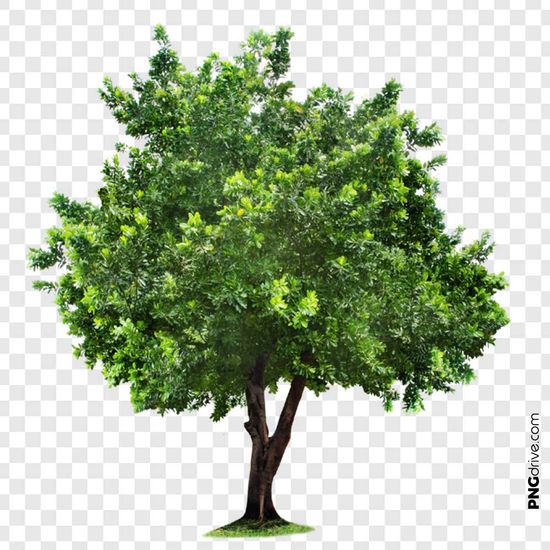 Detail Png Tree Background Nomer 24