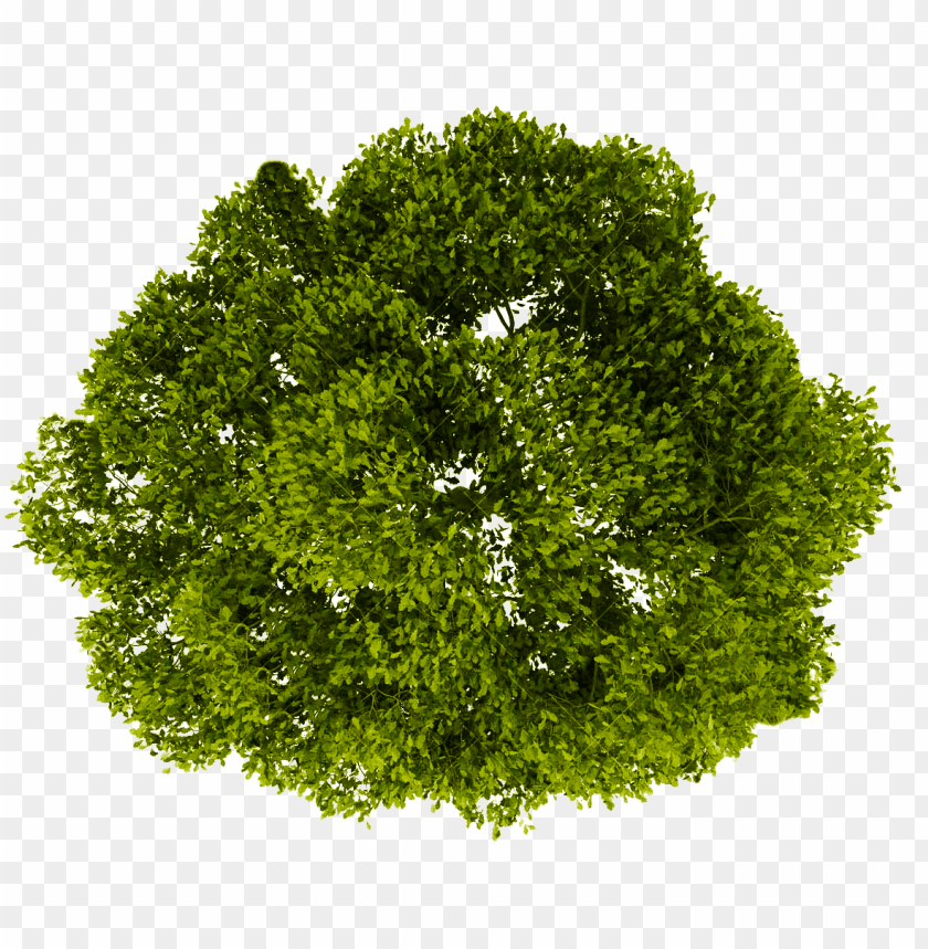 Detail Png Tree Background Nomer 28