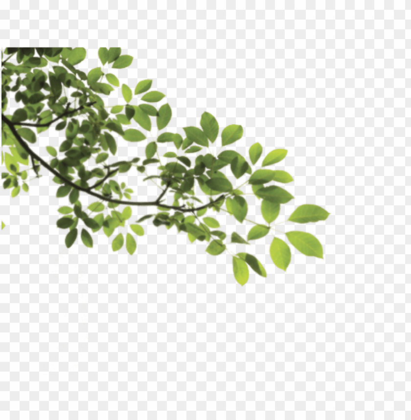 Detail Png Tree Background Nomer 42