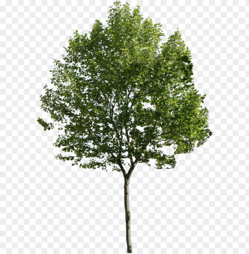 Detail Png Tree Com Nomer 2