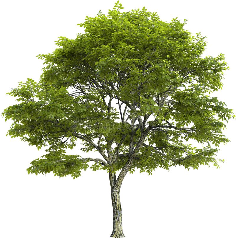 Detail Png Tree Com Nomer 23