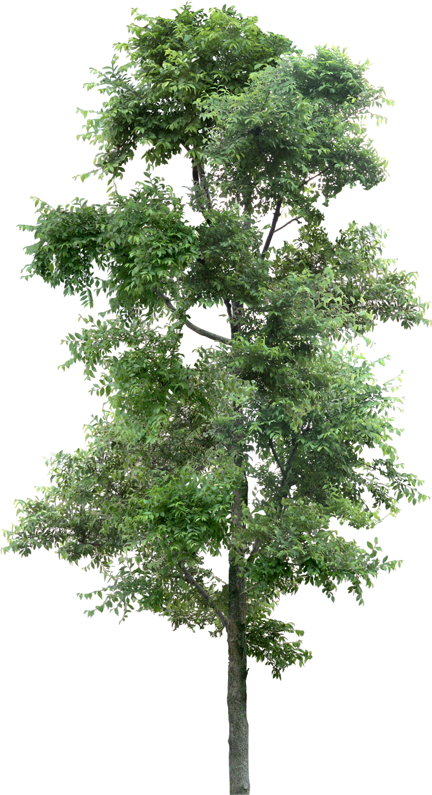 Detail Png Tree Com Nomer 29