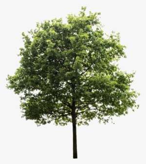 Detail Png Tree Free Nomer 12