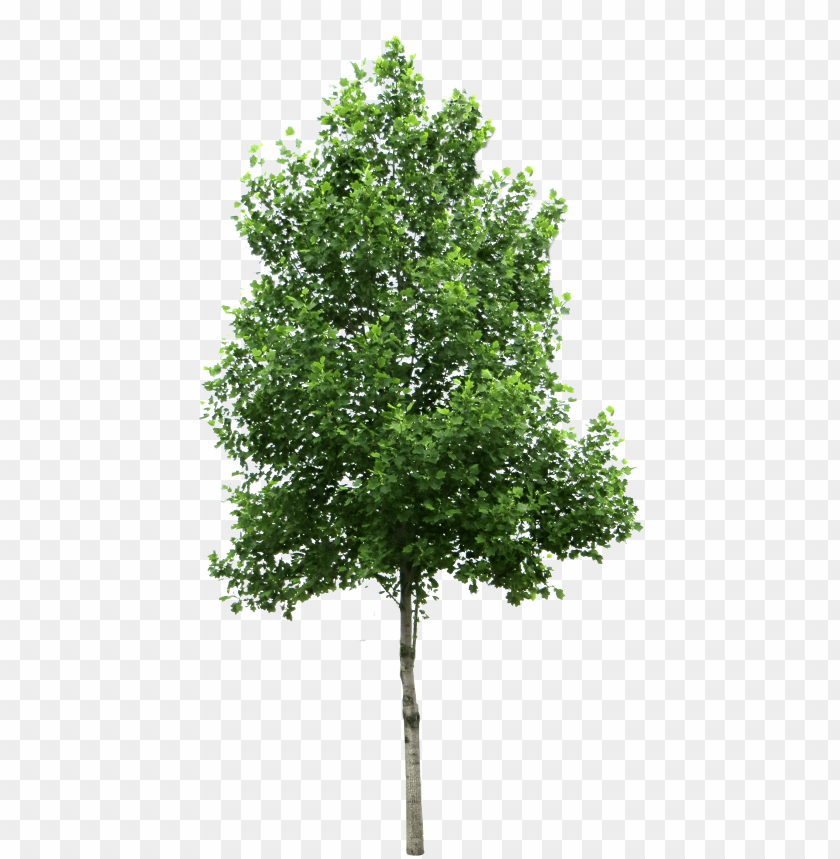 Detail Png Tree Free Nomer 4