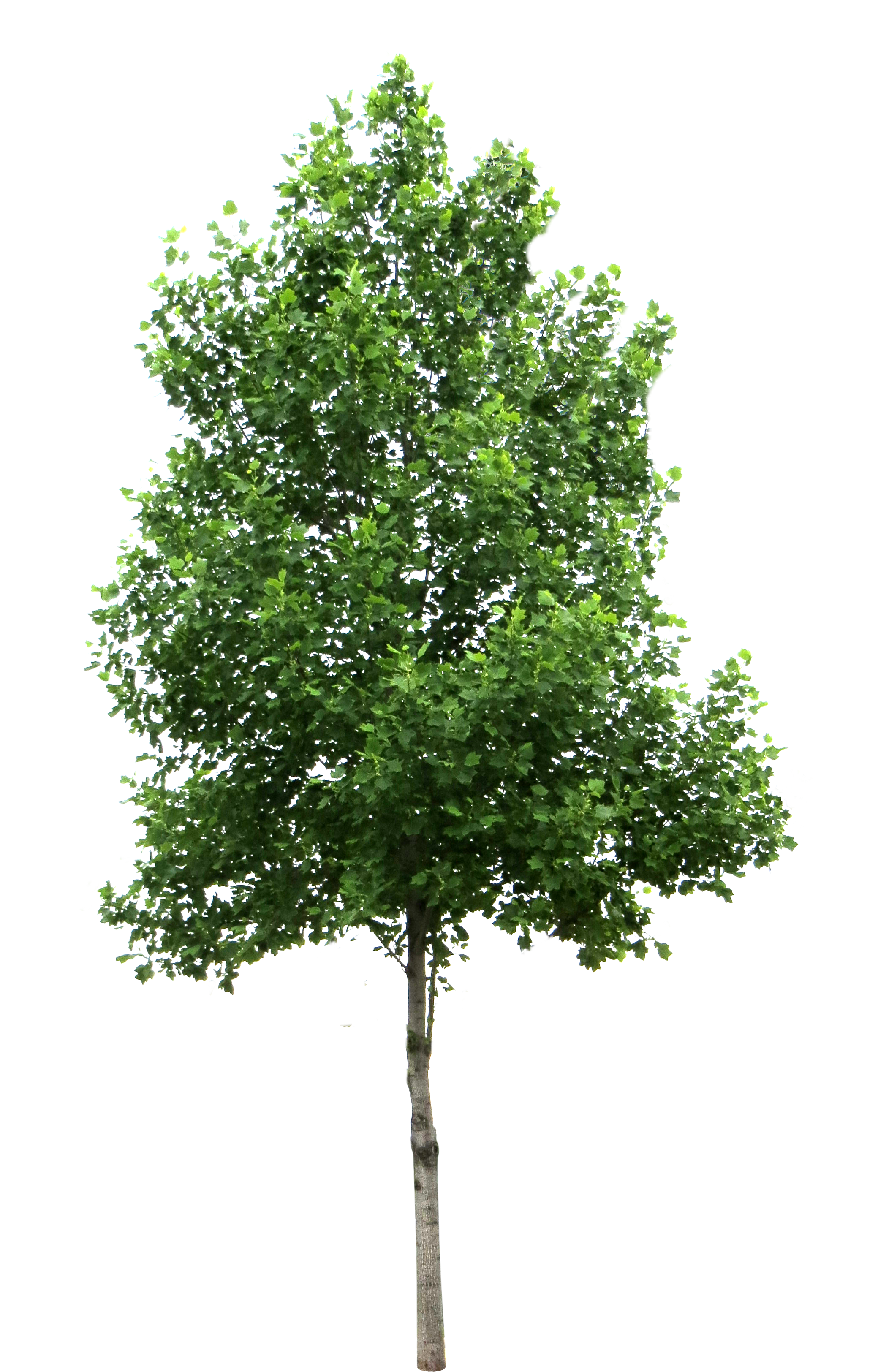 Detail Png Tree Images Nomer 16