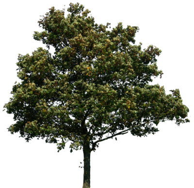 Detail Png Tree Images Nomer 17