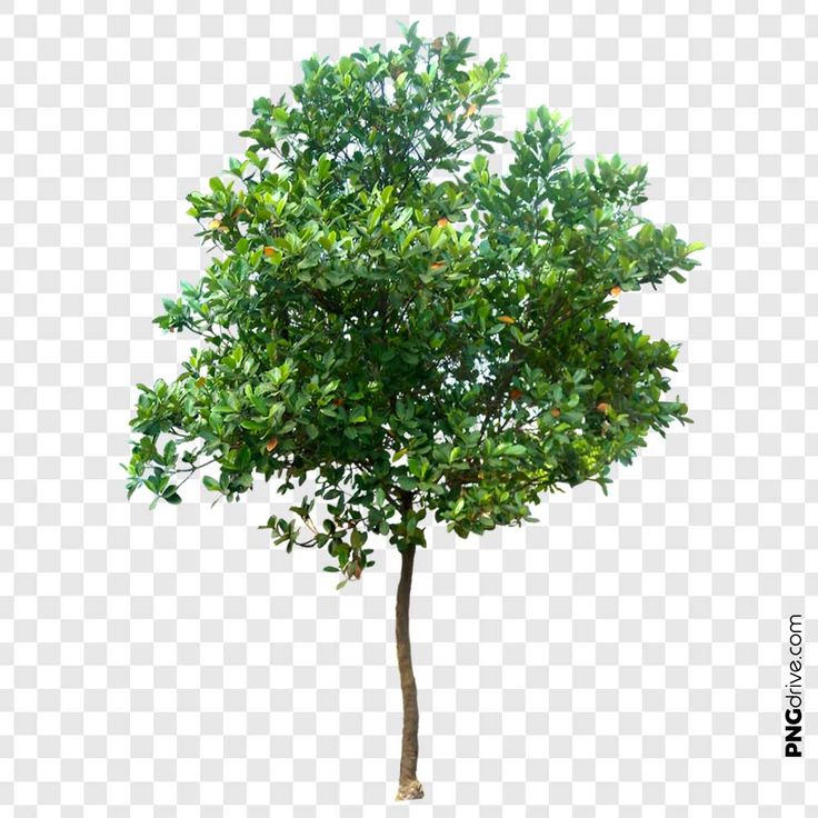 Detail Png Tree Images Nomer 35