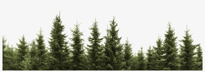 Detail Png Trees Nomer 26