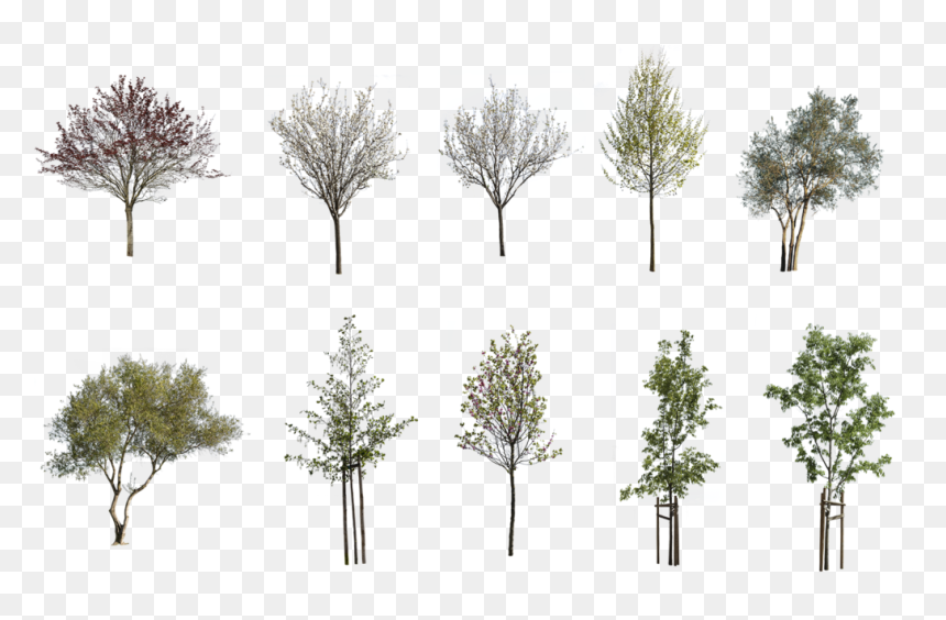 Detail Png Trees Nomer 27