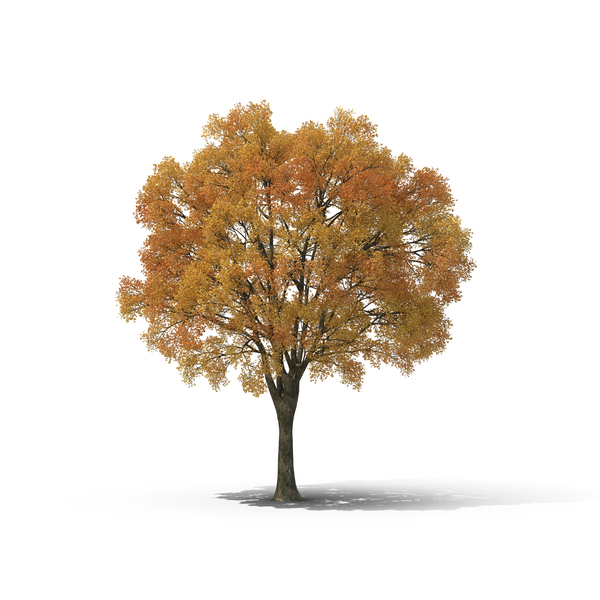 Detail Png Trees Nomer 35