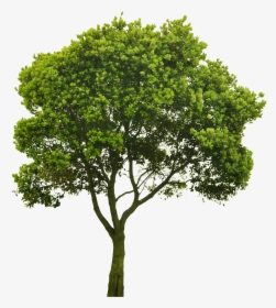 Detail Png Trees Nomer 3