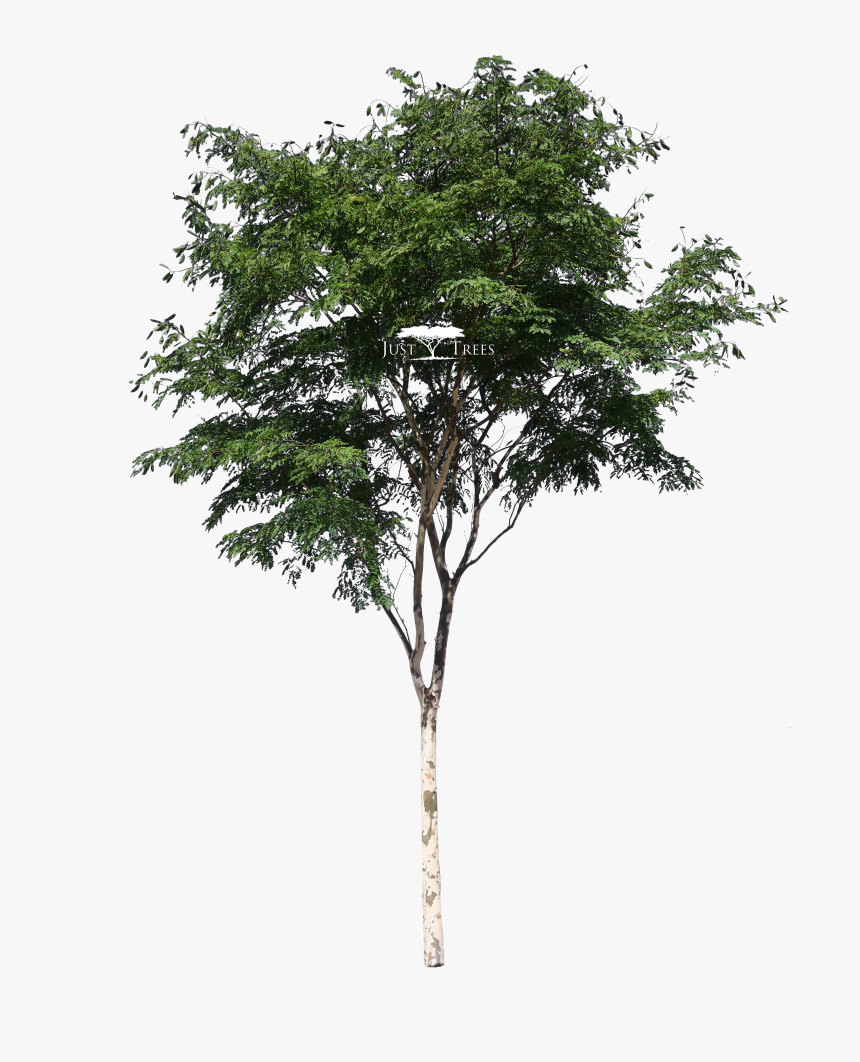 Detail Png Trees Nomer 41
