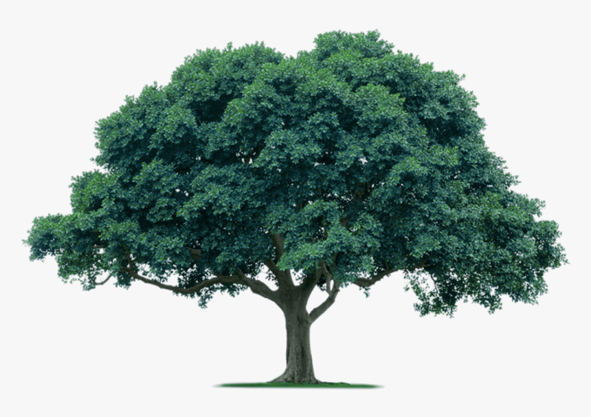 Detail Png Trees Nomer 42