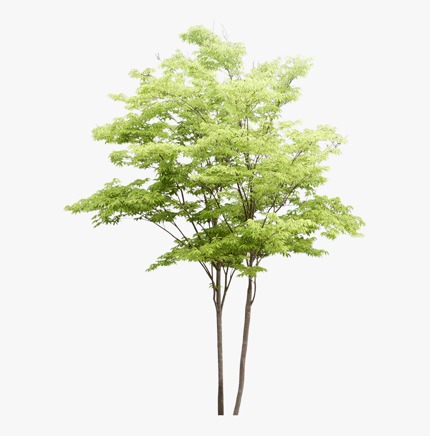 Detail Png Trees Nomer 44