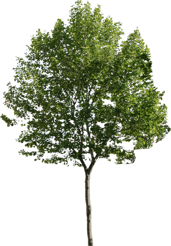 Detail Png Trees Nomer 46