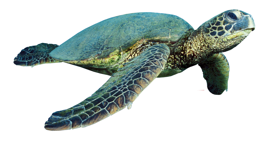 Detail Png Turtle Nomer 11