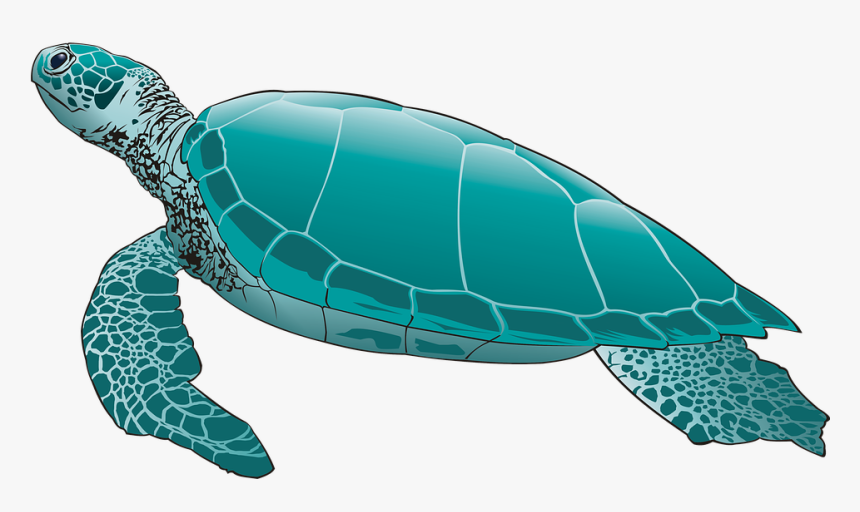 Detail Png Turtle Nomer 14