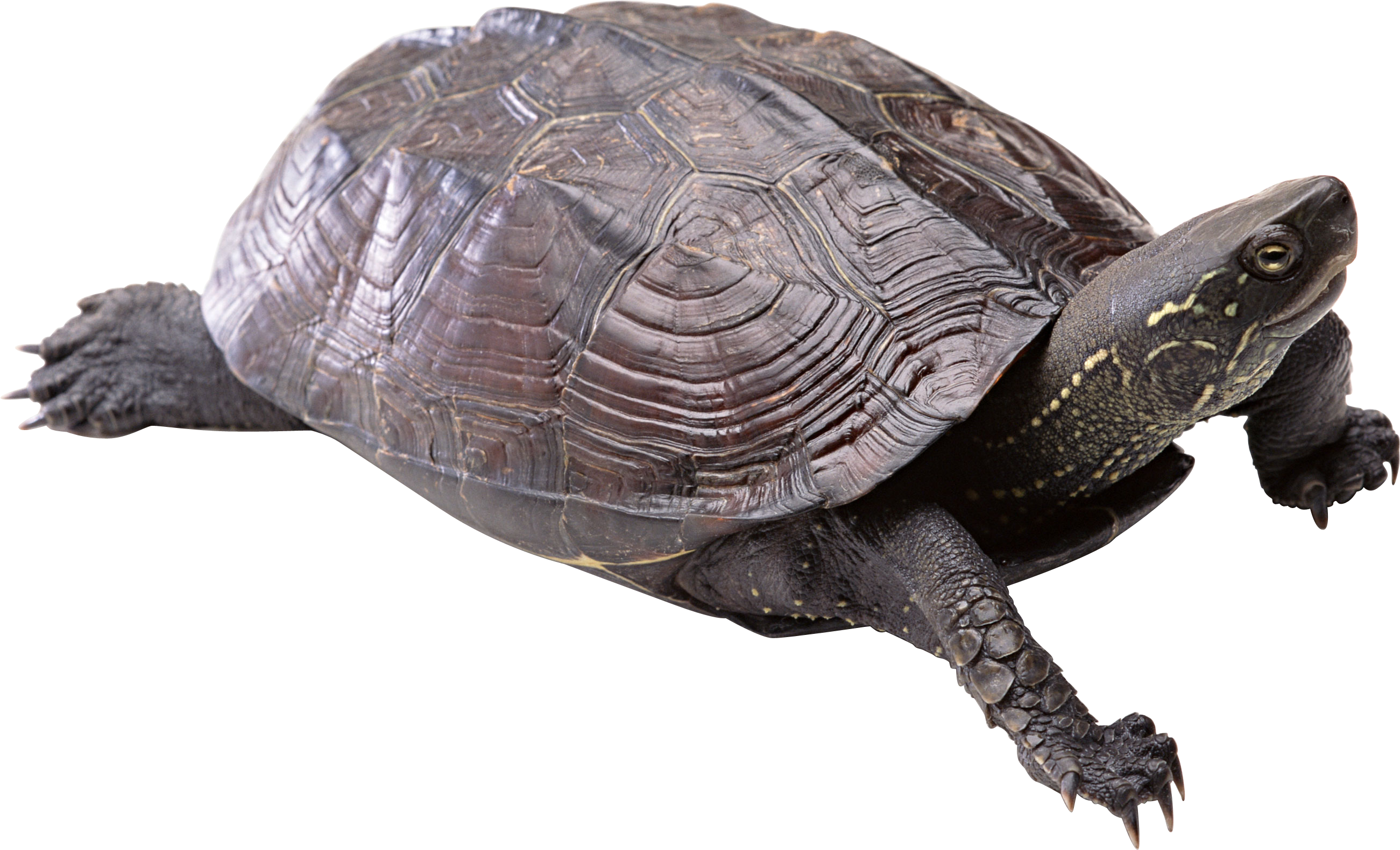 Detail Png Turtle Nomer 15