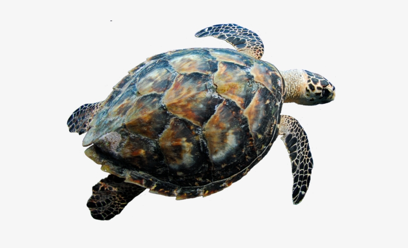 Detail Png Turtle Nomer 18