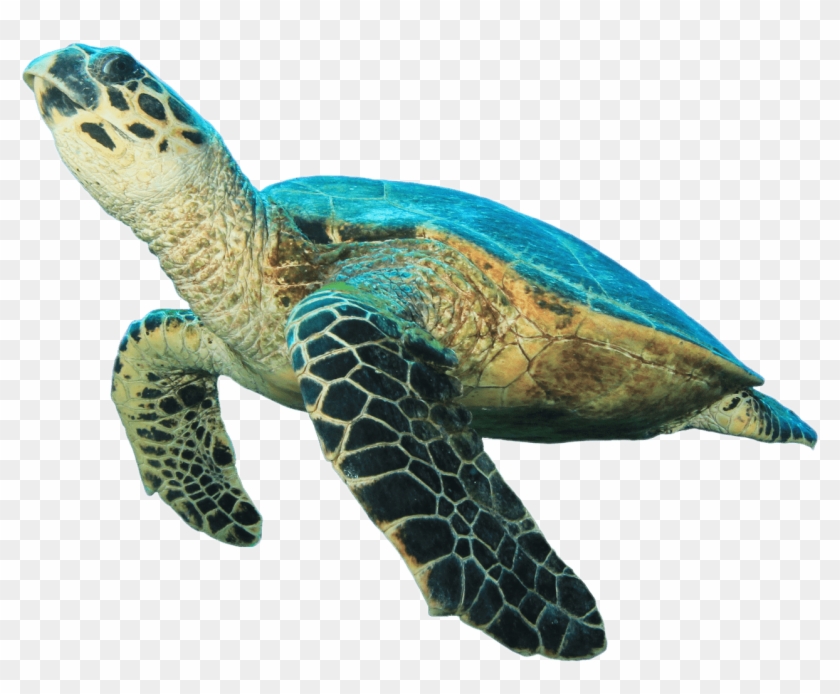 Detail Png Turtle Nomer 20