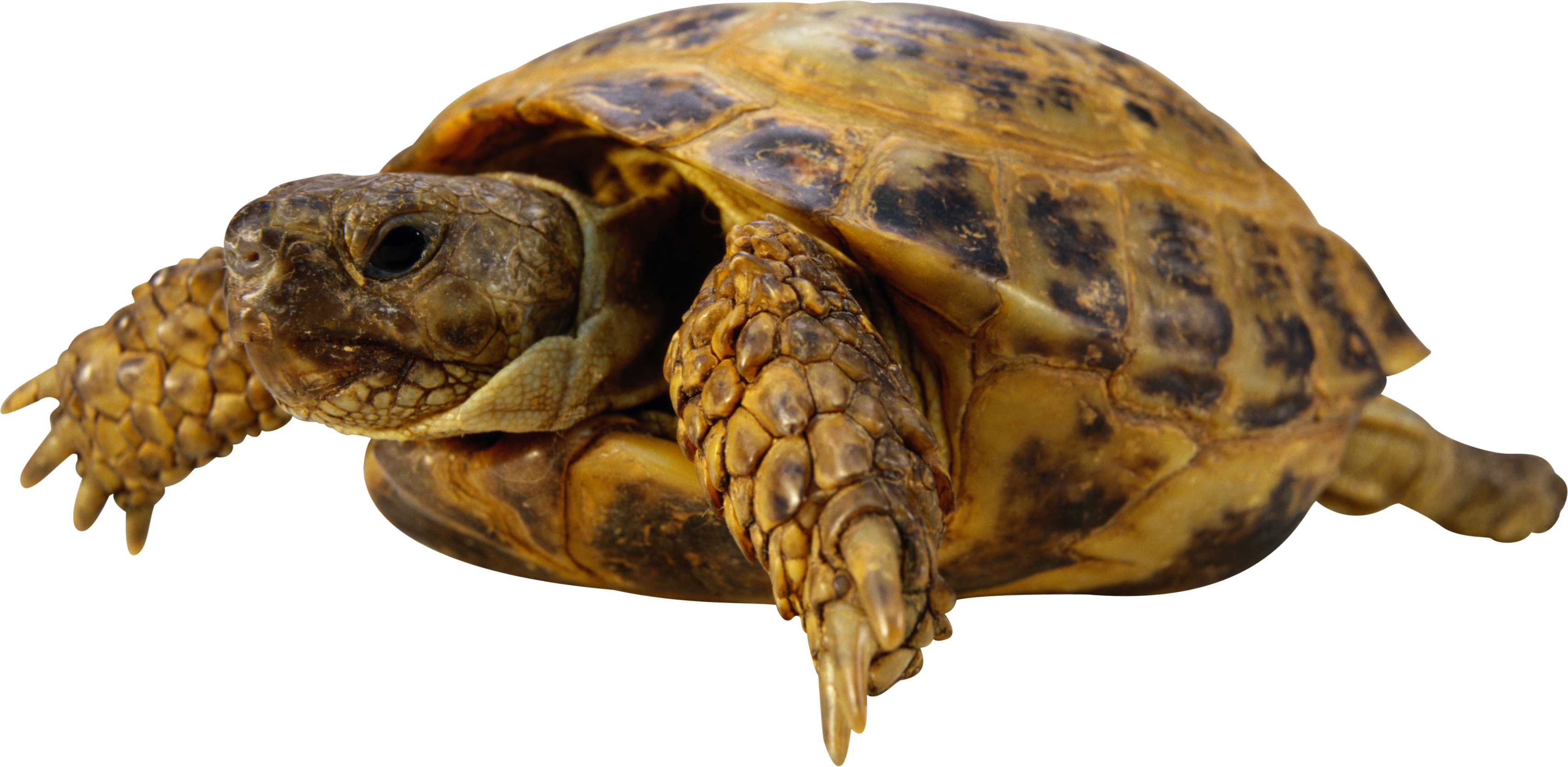 Detail Png Turtle Nomer 21